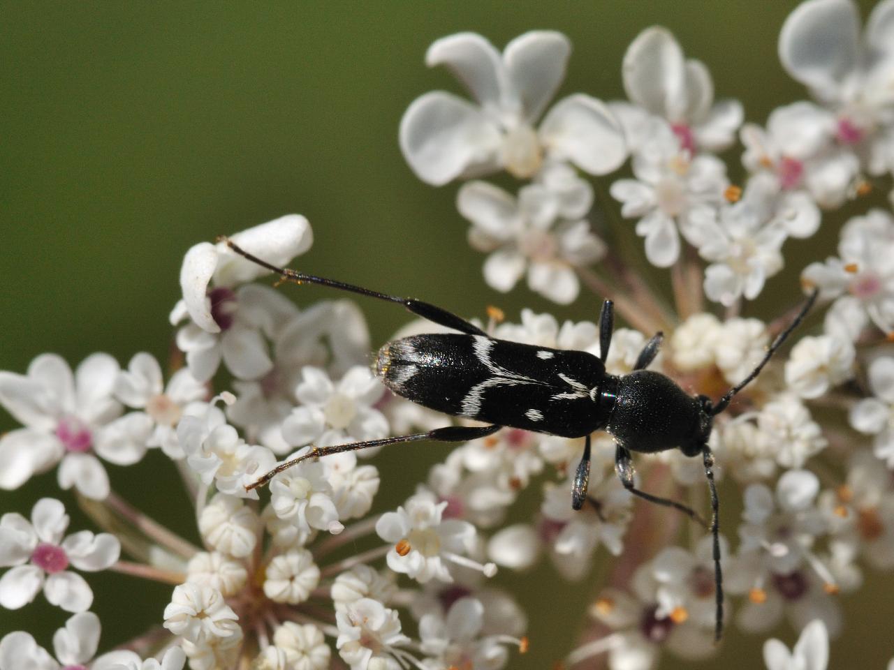 Chlorophorus sartor